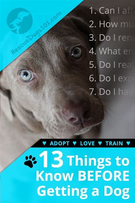 13 Things To Know Before Getting A Dog