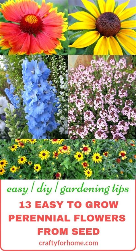 13 Easy To Grow Perennial Flowers From Seed Crafty For Home