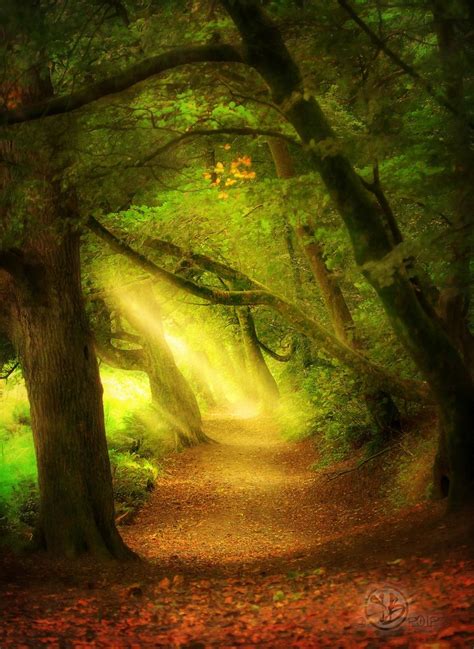 The Woods Nature Scenery Beautiful Landscapes
