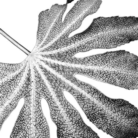 Botanical Wall Art Prints Leaf Print Black And White