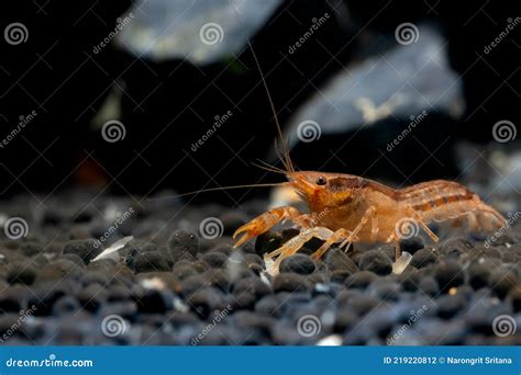 Orange Crayfish Dwarf Shrimp Look For Food In Aquatic Soil With Rock