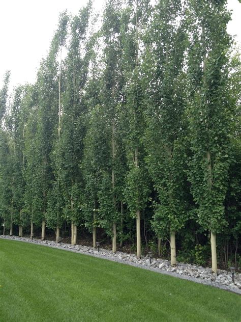 Swedish Aspen Backyard Trees Privacy Landscaping Fence Landscaping
