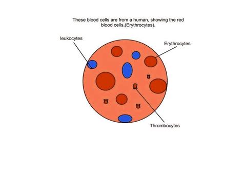 Red blood cells deliver oxygen to the cells and remove carbon dioxide. cell | Anatomy System - Human Body Anatomy diagram and ...