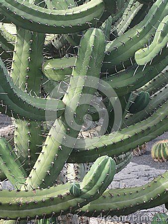 The noun cactus has a latin root, which is the derivation of the plural cacti. Cactus