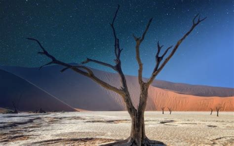 Beautiful Desert Dune Tree Starry Blue Sky During Daytime 4k 5k Hd