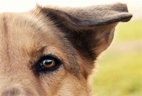 Quelles Sont Les Couleurs Que Les Chiens Voient Petohaku