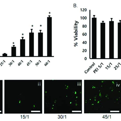 Transfection Efficiency And Cytotoxicity Of Pgp Pgfp Polyplexes A