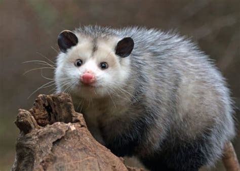 How And Where Do Possums Sleep Everything You Need To Know A Z Animals