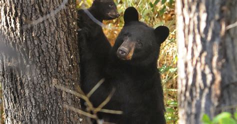 Black Bear Activity Rising In Bent Creek Forest Service Rangers Warn