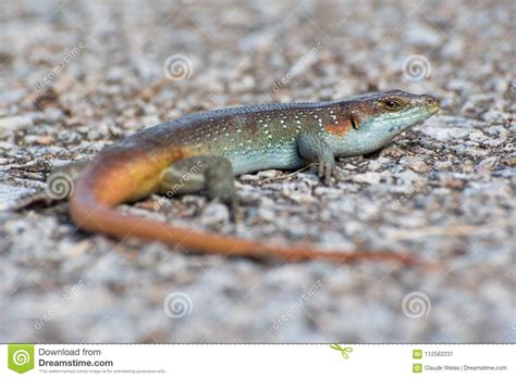 Colorful Rainbow Skink Lizard Close Up Lying On Gravel Ground Stock