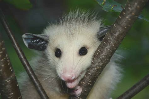 How To Get Rid Of Possums Nextgen Pest Solutions