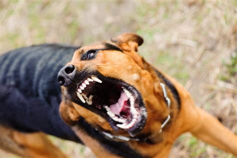 La Rabia En Perros Qué Es Síntomas Contagio Y Tratamiento