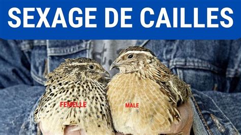 🔥 Maîtrisez Le Sexage De Cailles En 5 Minutes Boostez Votre Production Avec Ce Guide Pratique