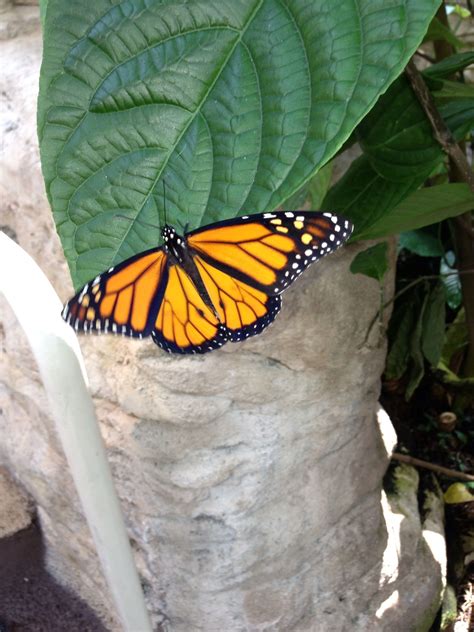 The houston museum of natural science is funded in part by the city of houston through houston arts alliance. Cockerel butterfly exhibit - Houston, Tx (With images ...