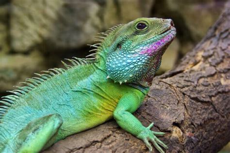 Chinese Water Dragon Breeding And Care My Animals