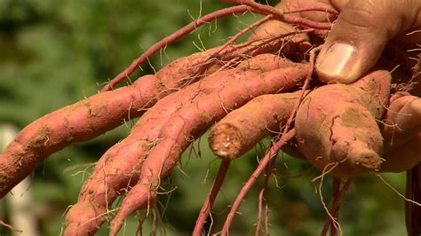 Maximizing Sweet Potato Storage Root Initiation Youtube