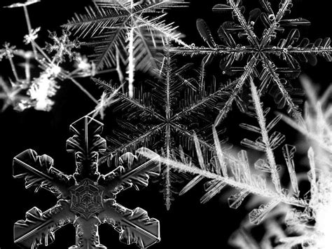 Black Snowflake Wallpapers Top Free Black Snowflake Backgrounds