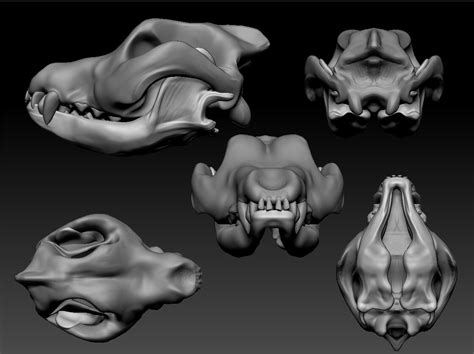 Artstation Canine Skull Study