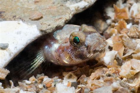 Glorious Gobies A Guide To The Little Fish That Live In Rock Pools