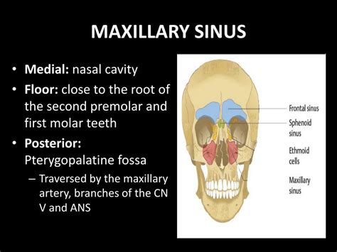 Maxillary Sinus Anatomy Ct