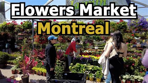 Flower Market Montreal In Spring 2023 Youtube