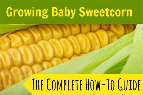 By steve albert leave a comment. Growing Baby Sweet Corn: The Complete How-To Guide