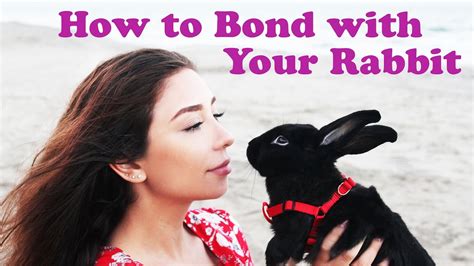 How To Bond With Your Rabbit Youtube