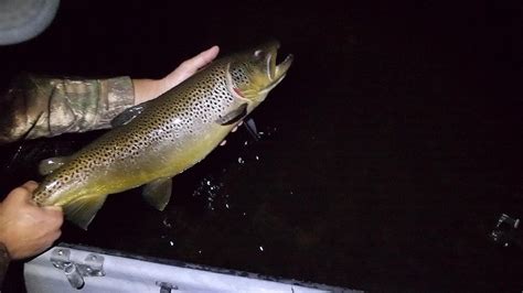 How To Fish For Trout At Night Time Trout Fishing Top Fishing Gear