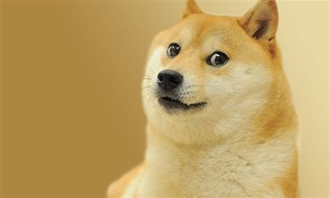 You can join team dogefolders, bring in your computing power and receive some doges for your efforts. Follow Your Dreams - Doge Wallpaper (1920x1080) (18361)