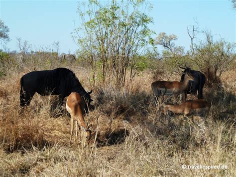 Zu sehen ist eine klassiche rundreise: Südafrika Nationalparks: Safari auf eigene Faust ...
