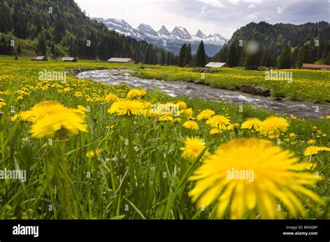 Switzerland Swiss Scenery Spring Flower Meadow Dandelion Churfirsten
