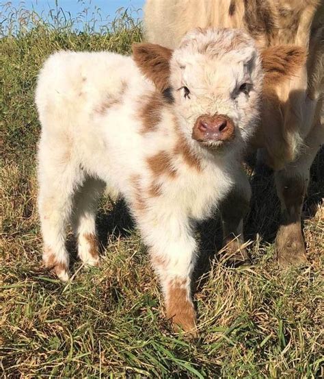 Nature Is Pure In 2020 Cute Baby Cow Fluffy Cows Cute Baby Animals