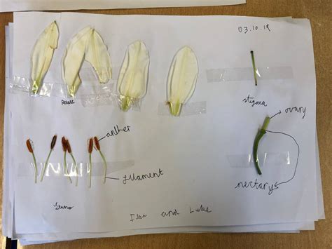 Dissecting Flowers Primrose Hill Primary School