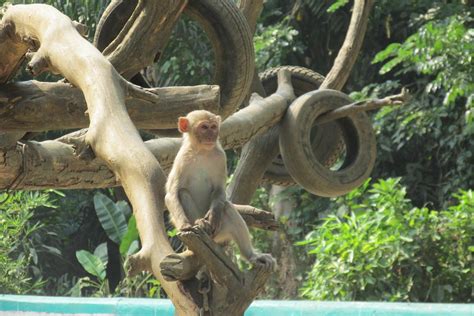 Zoo No People Animal Wildlife Vertebrate Travel Myanmar Yangon
