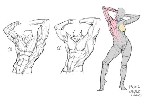 Artstation Online Class Demo And Old Project Tb Choi Human Anatomy
