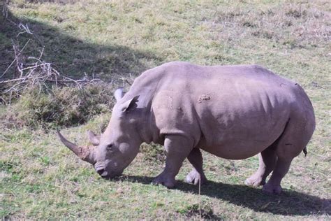 Tripadvisor Olepejeta Lake Nakuru Masai Mara 5 Tage und 4 Nächte