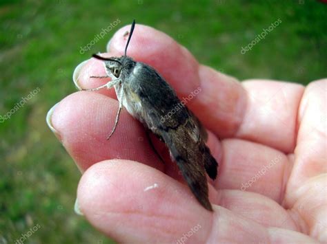 Humming Bee Hawk Moth — Stock Photo © Plazaccameraman 16868935