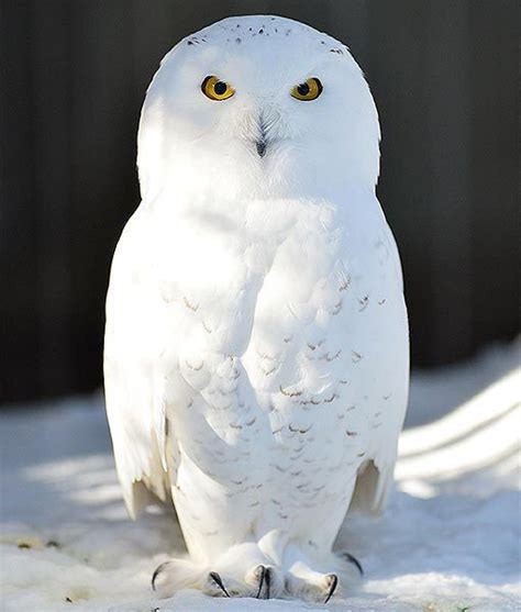 A Snowy Owl Is Pictured At The Bronx Zoo In New York After An Intense