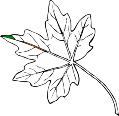 Drawn leaf papaya leaf - Pencil and in color drawn leaf papaya leaf Good ideas.
