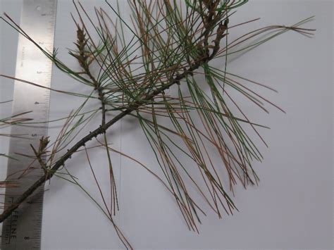 White Pine Dieback Plantdoc