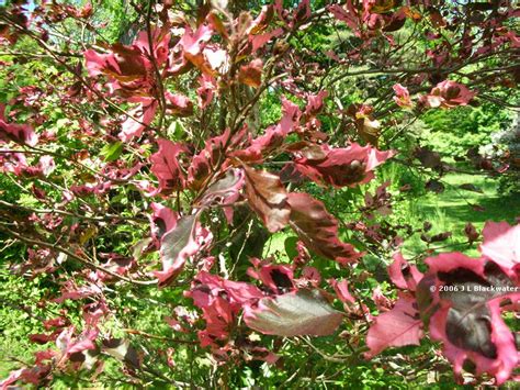 Check spelling or type a new query. Arboreality - Tree Blogging: Tri-Color Beech Tree