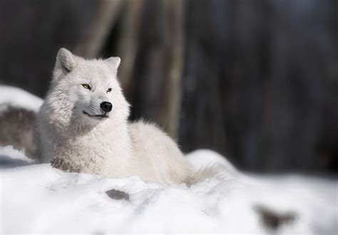 Cool 20 Awesome Arctic Wolf Photography Ideas Wolf Photography