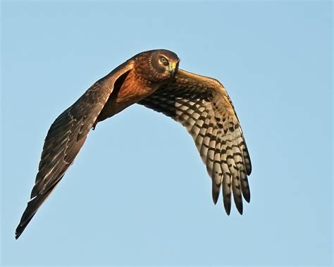 Northern Harrier Age Sex Help Me Identify A North American Bird