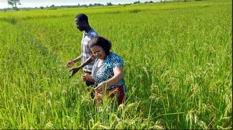 Ta Mlolo Helps To Keep Alive Chakuambas Community Rice Scheme Legacy