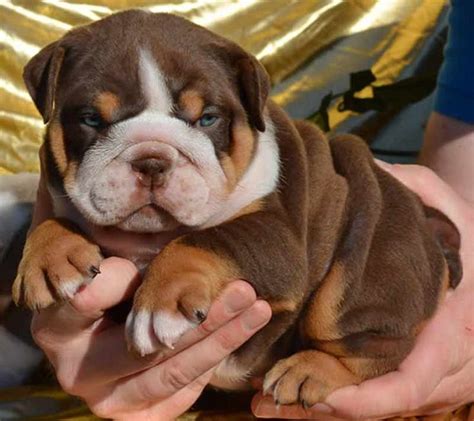 Find puppies for adoption in your area. SHRINKABULLS GOURMET CHOCOLATE TRI FEMALE ENGLISH BULLDOG PUPPY. Eeeeee!!!! I need her. | Puppy ...