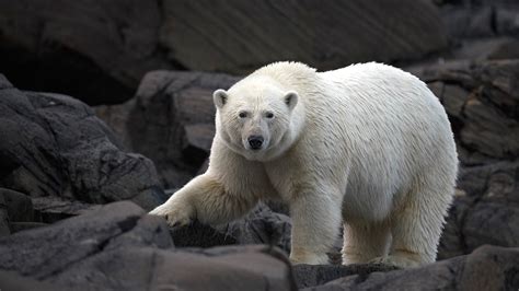 10 Surprising Facts About Polar Bears Polar Bears International