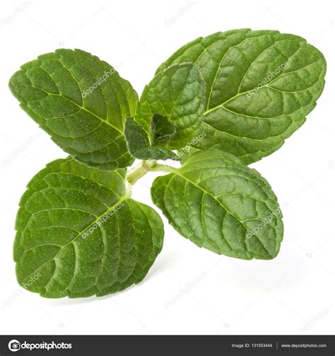 Fresh Mint Herb Leaves — Stock Photo © Natika 131553444