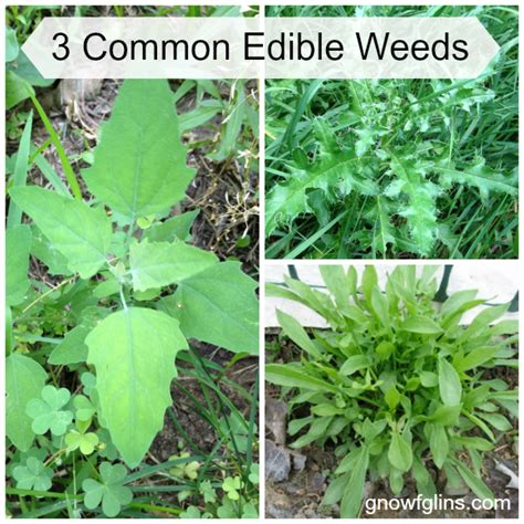 3 Common Edible Weeds Whole Intentions