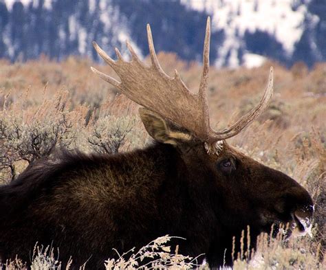 One Antler Moose Photograph By Dl Jones Fine Art America