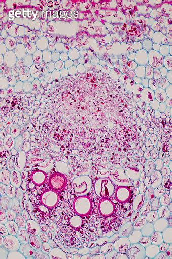 Cross Section Plant Stem Under The Microscope For Classroom Education